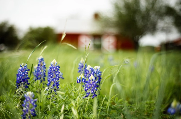 bluebonnet cluster
