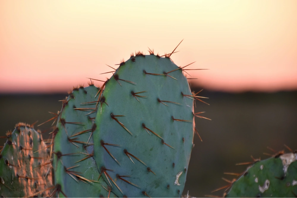 cactus at sunset