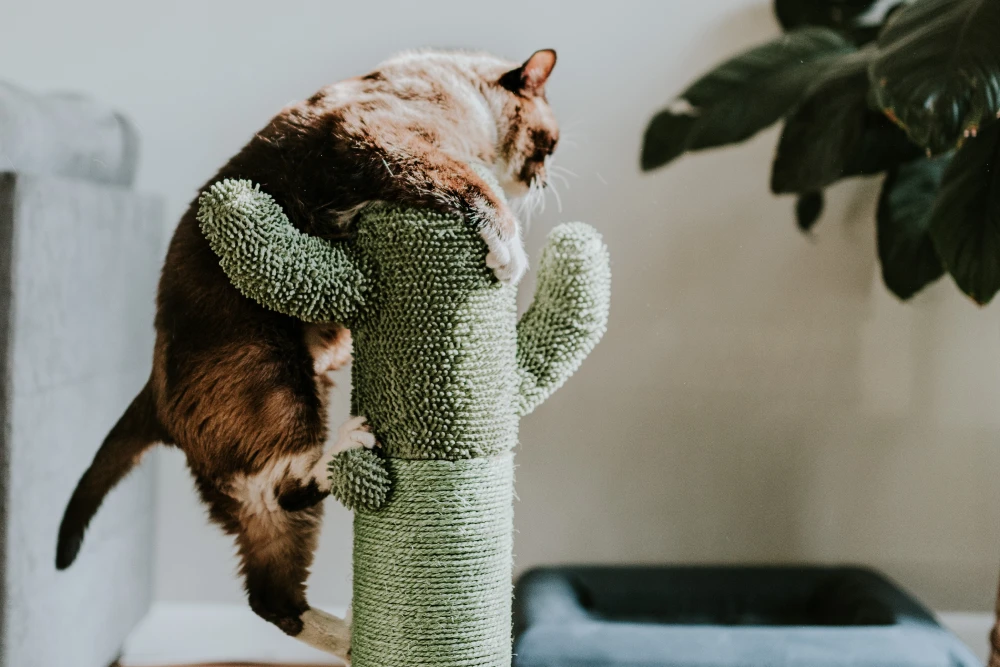 cat climbing cactus scratching post