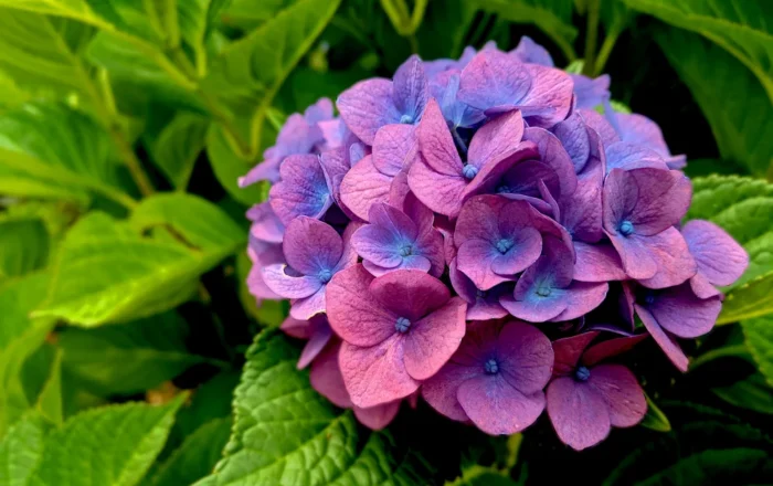 hydrangea
