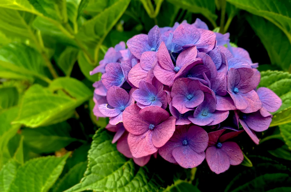 hydrangea