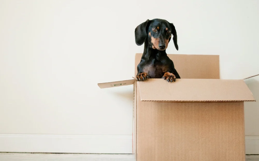 dog in a moving box
